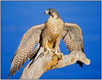 falcon-picture